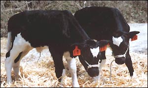 Animales clonados