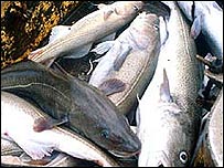 Bacalao