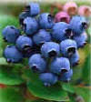 Arandanos