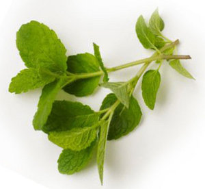 menta